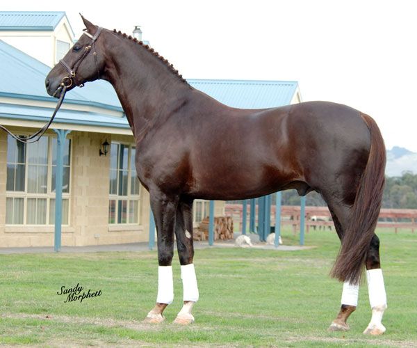 Liver Chestnut Horse